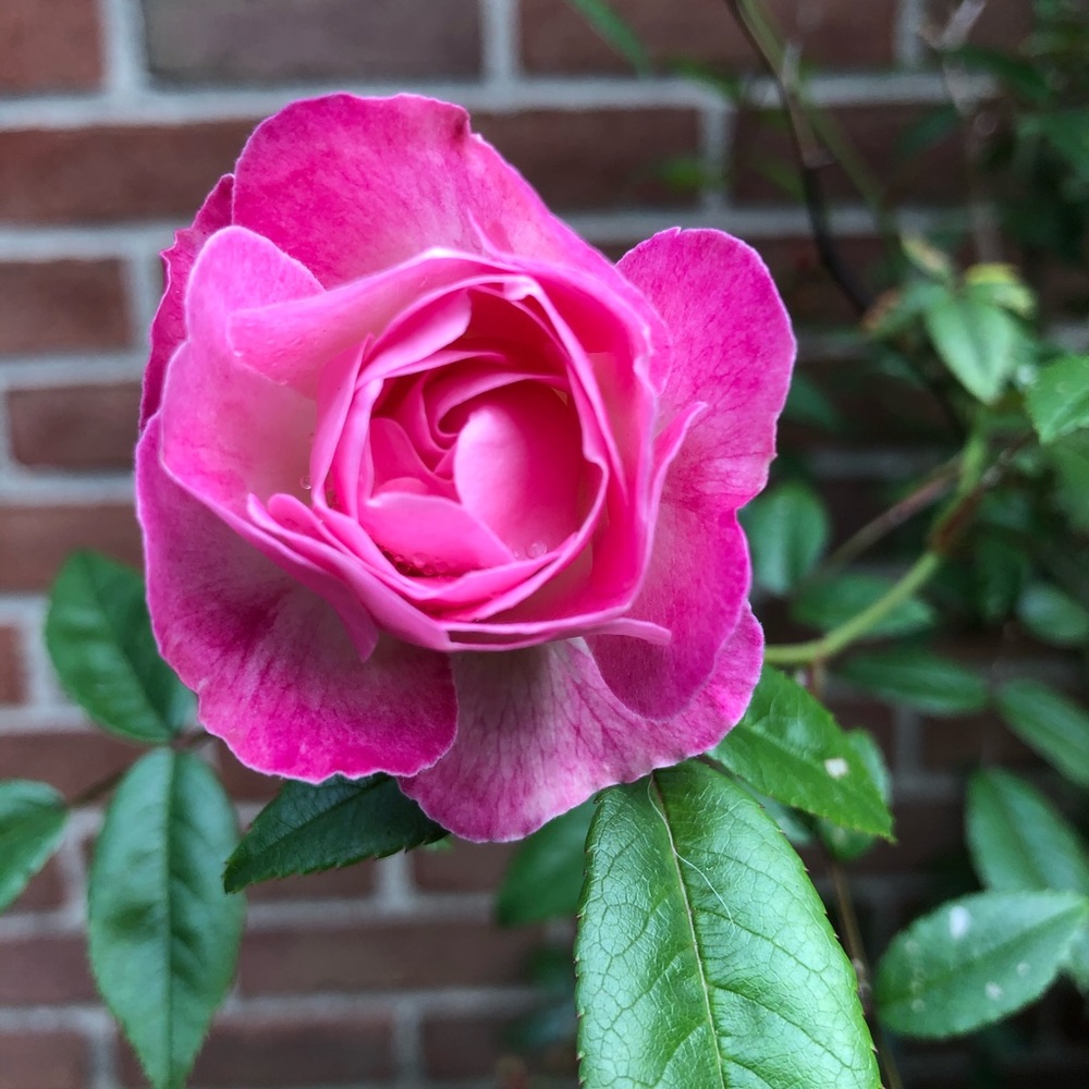 Meet your Posher, Kiki